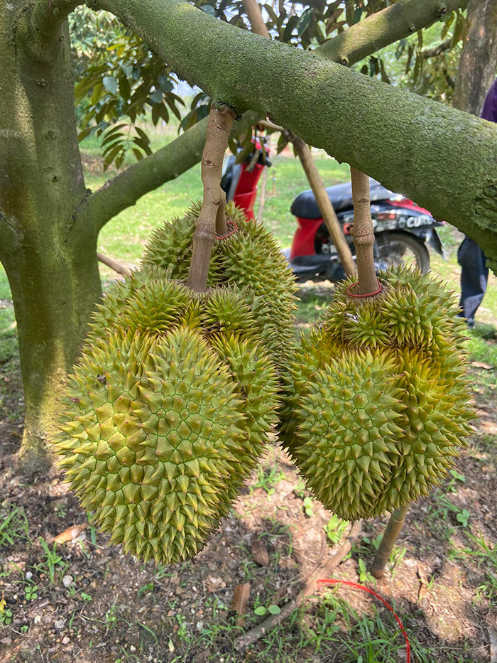 สวนผลไม้ระยอง