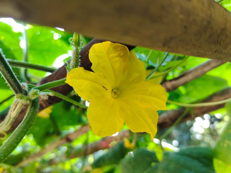 วิธีปลูกแตงกวากินเอง