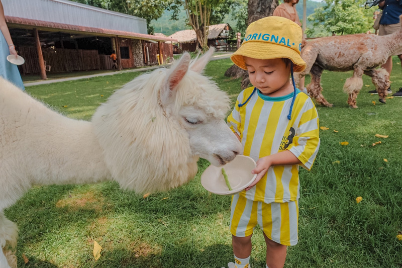 AlpacaHill