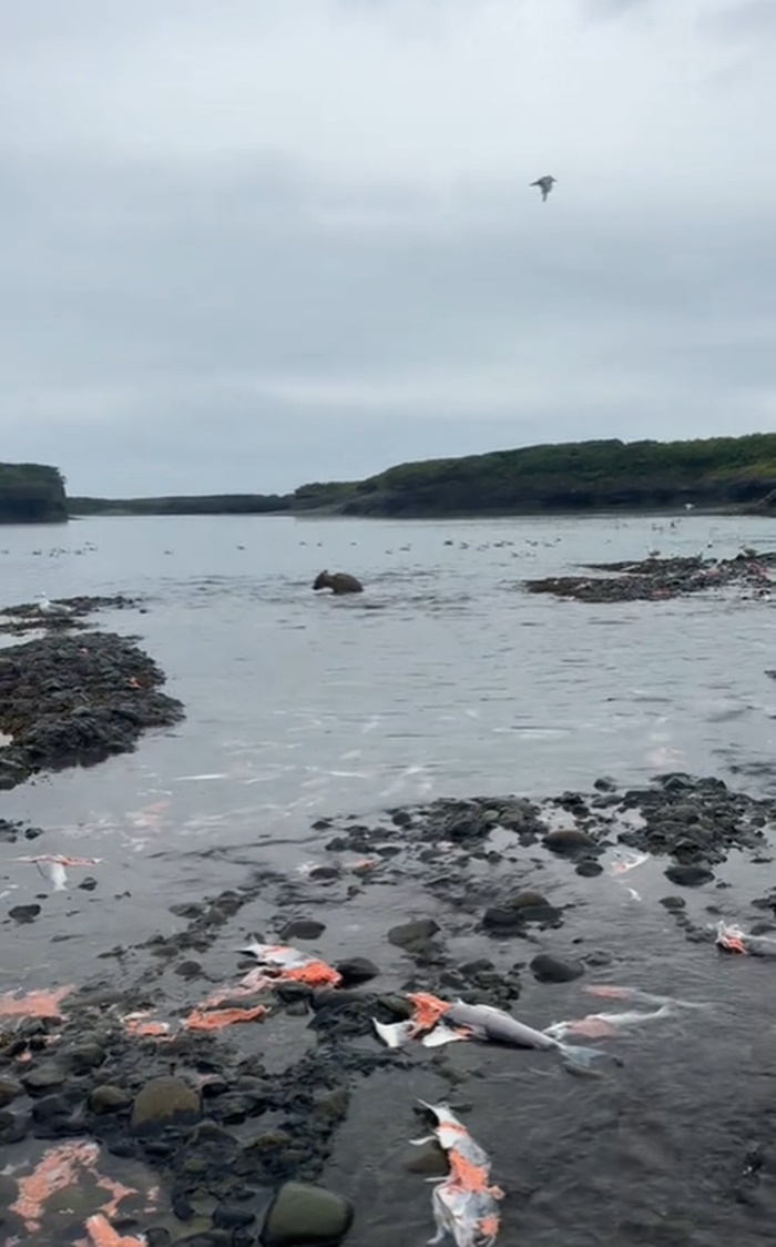 ปลาแซลมอน