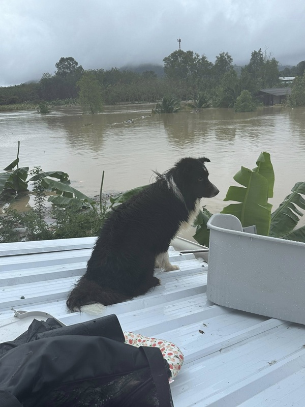 เจ้าของติดบนหลังคา พร้อมหมา-แมว กว่า 20 ชีวิต คนห่วงหลังเงียบหาย