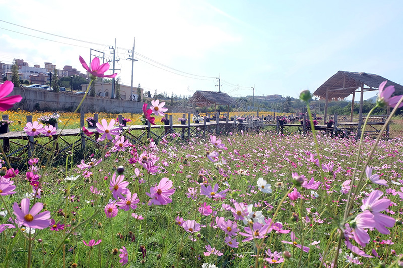 สวนดอกไม้เขาใหญ่