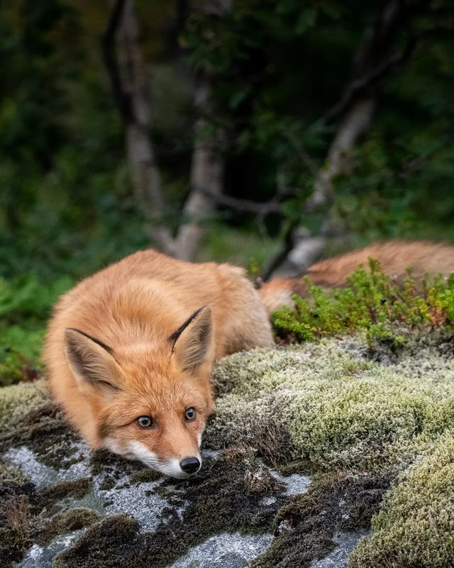 สุนัขจิ้งจอก