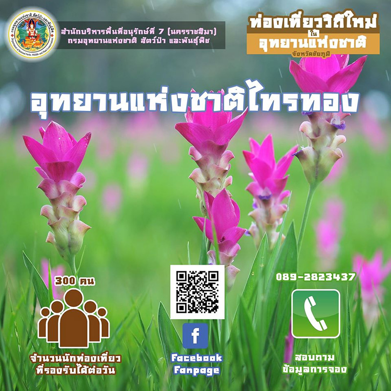 ทุ่งดอกกระเจียว 2563