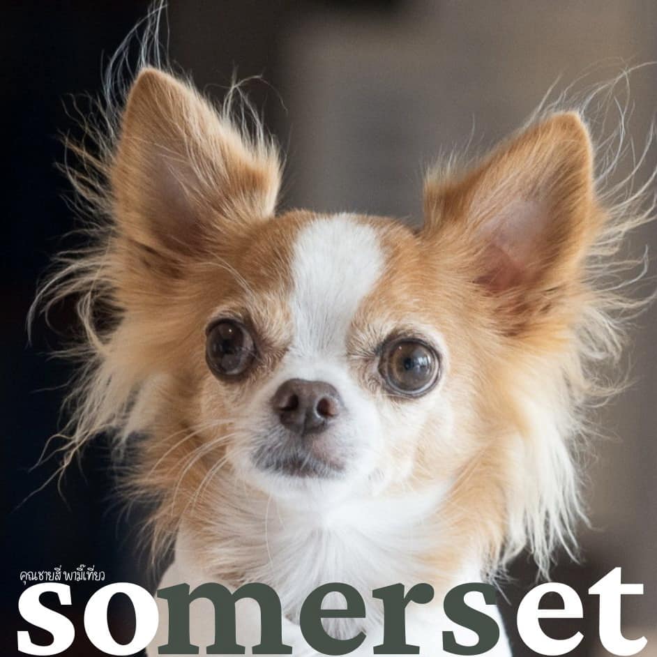 Somerset Pattaya