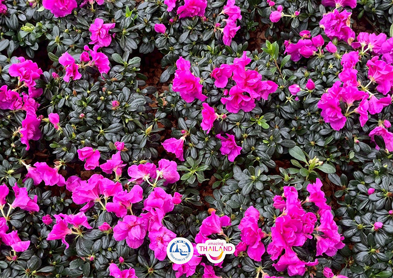 Colorful Garden in Phrae 2025 แพร่