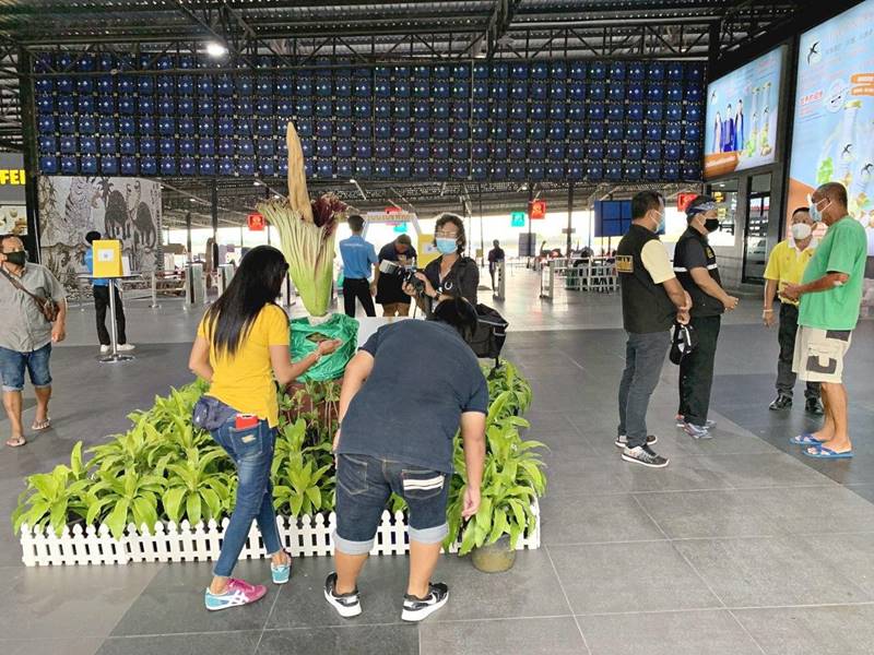 สวนนงนุช