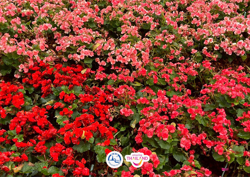 Colorful Garden in Phrae 2025 แพร่