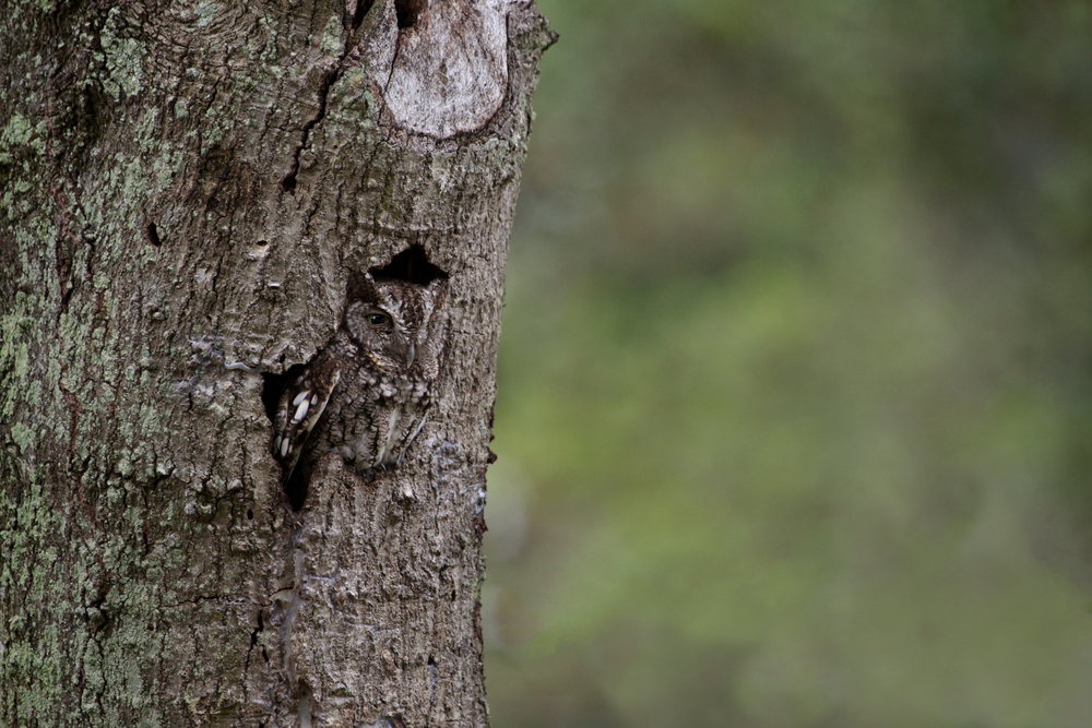 สัตว์นักพรางตัว