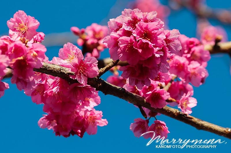 ดอกนางพญาเสือโคร่ง 2563