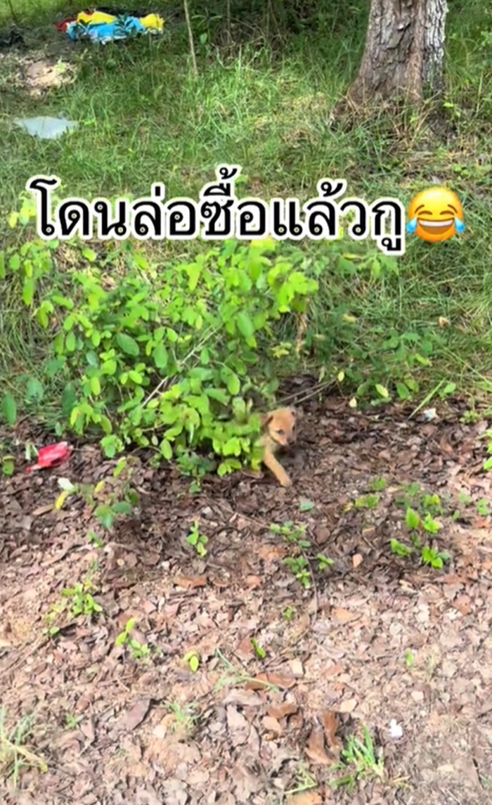 ลูกหมา