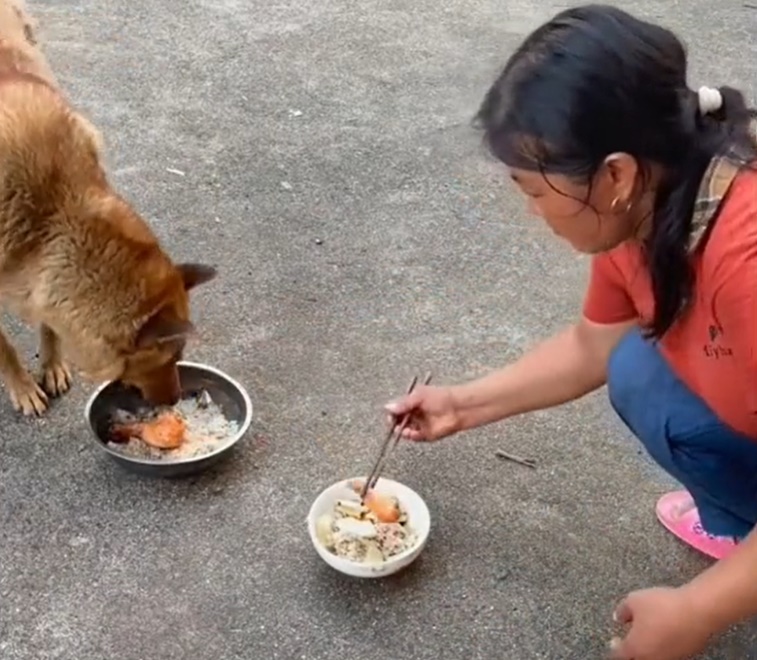แย่งน่องไก่