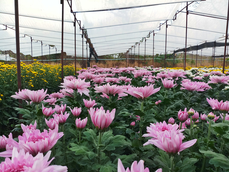 เที่ยววันแม่