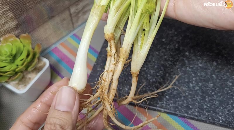 วิธีเก็บต้นหอมผักชี