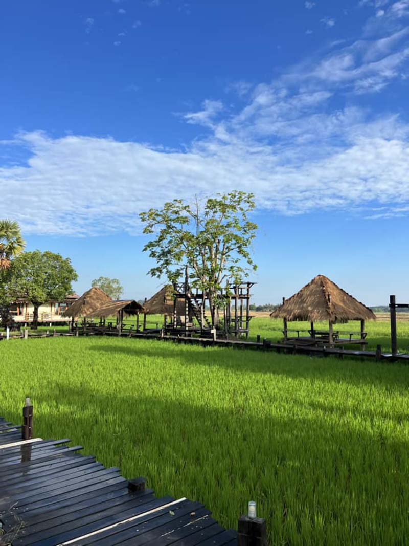 นาข้าว คอทเทจ Nakhao Cottage วิวทุ่งนา
