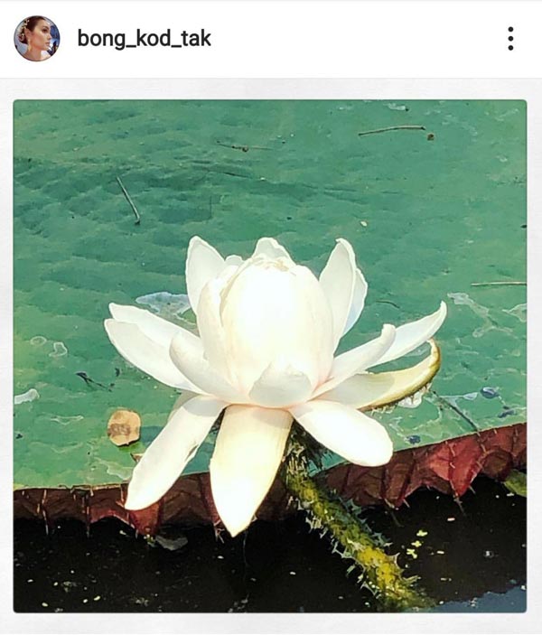 ตั๊ก บงกช ม้า อรนภา