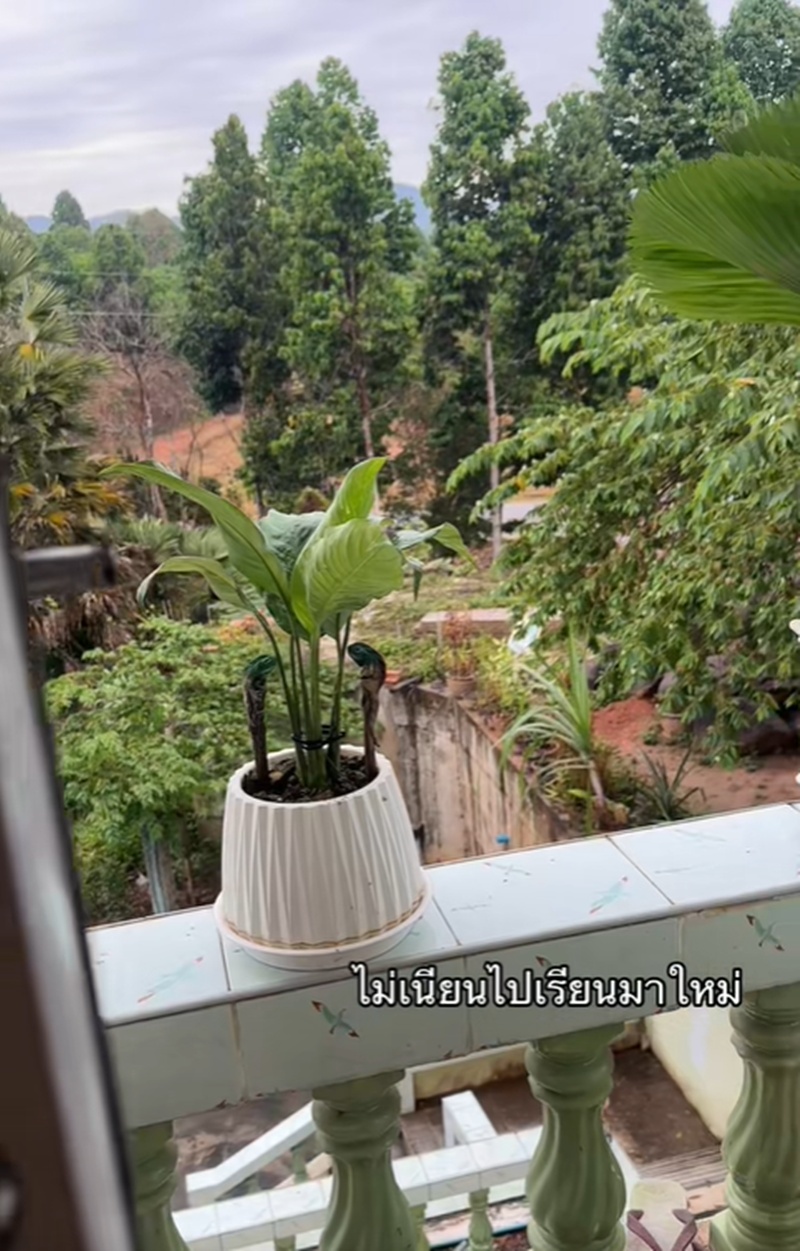 กระถางต้นไม้