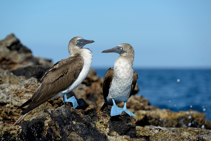 นก Blue Footed booby หมู่เกาะกาลาปากอส