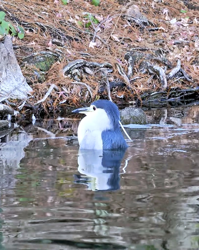 เพนกวิน