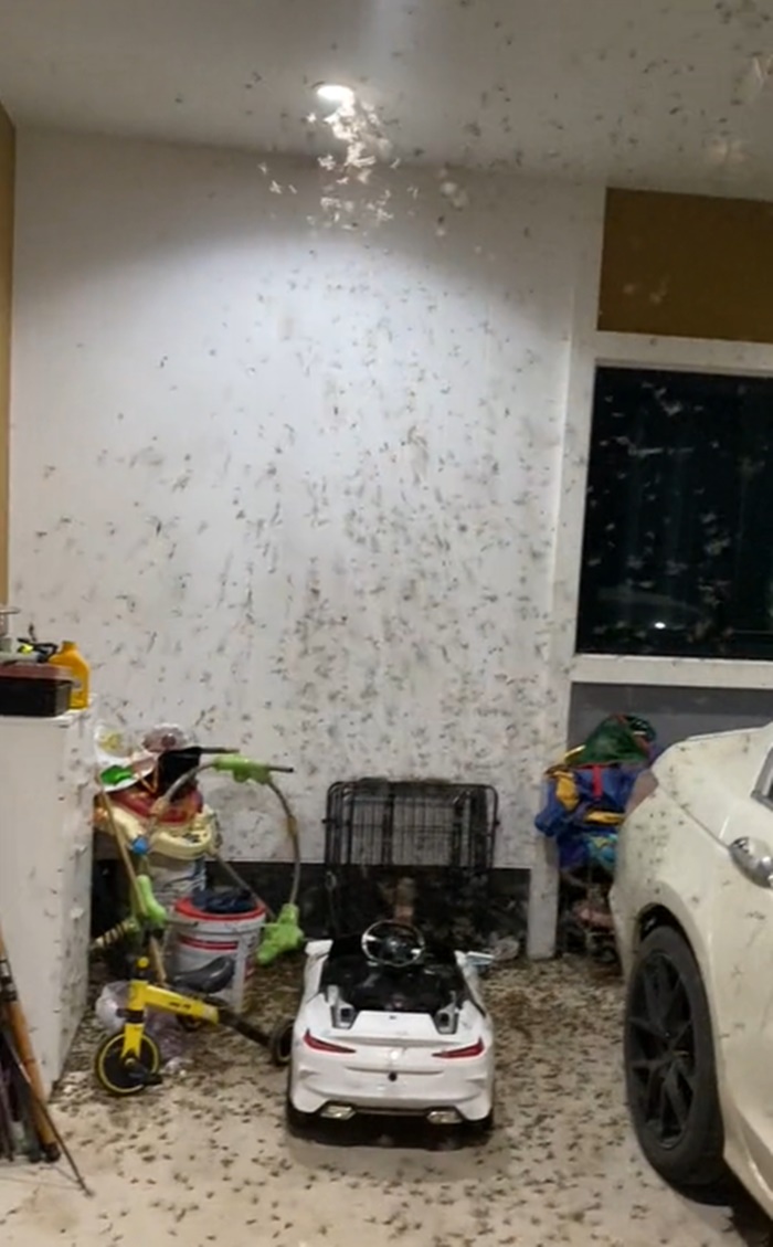 แมลงเม่า