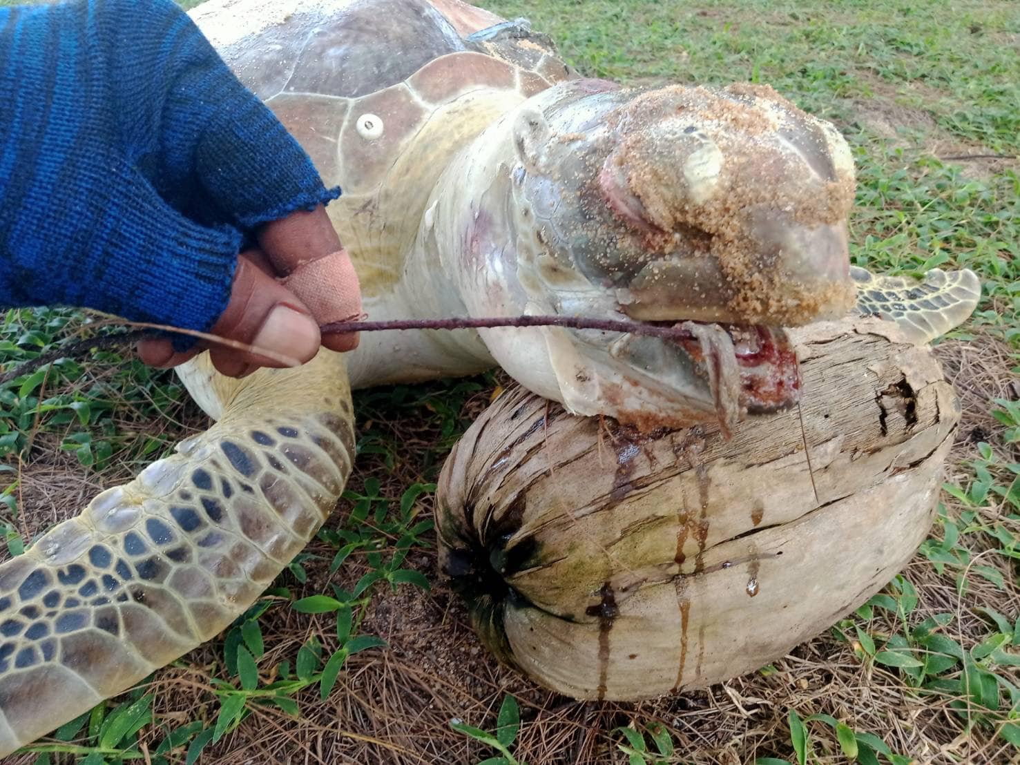 เต่าทะเล