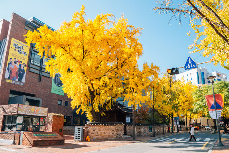 สถานที่ชมต้นแปะก๊วย