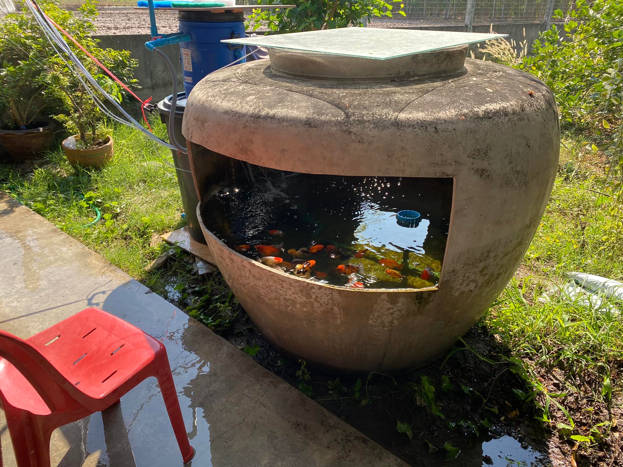 โอ่งเลี้ยงปลา