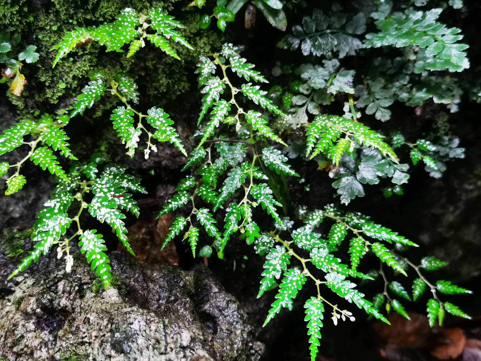 บีโกเนีย