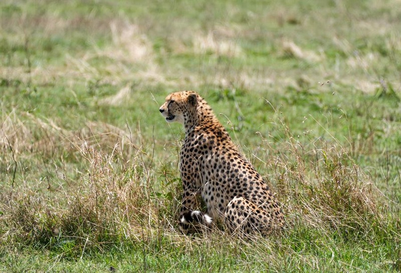 สัตว์ป่าในเขตอนุรักษ์ มาไซ มารา ประเทศเคนยา