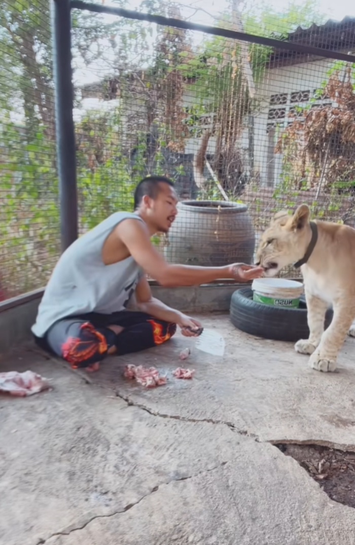 ให้อาหารสิงโต