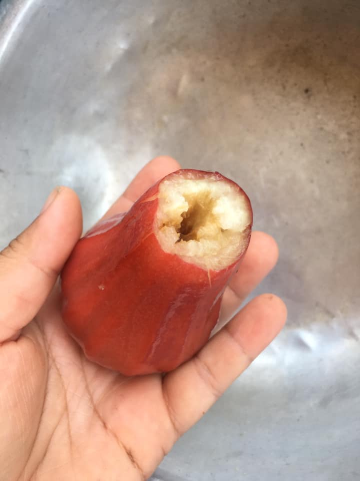 เก็บชมพู่