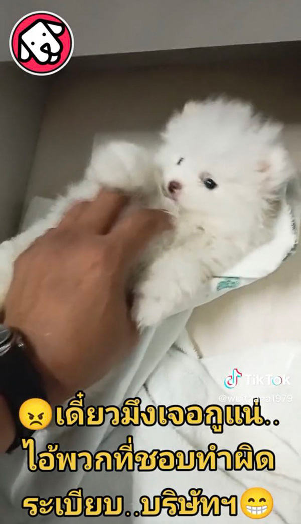 หนุ่มทรงโหด แฉคนทำผิดกฎ แอบเอาหมามาเลี้ยงที่ทำงาน