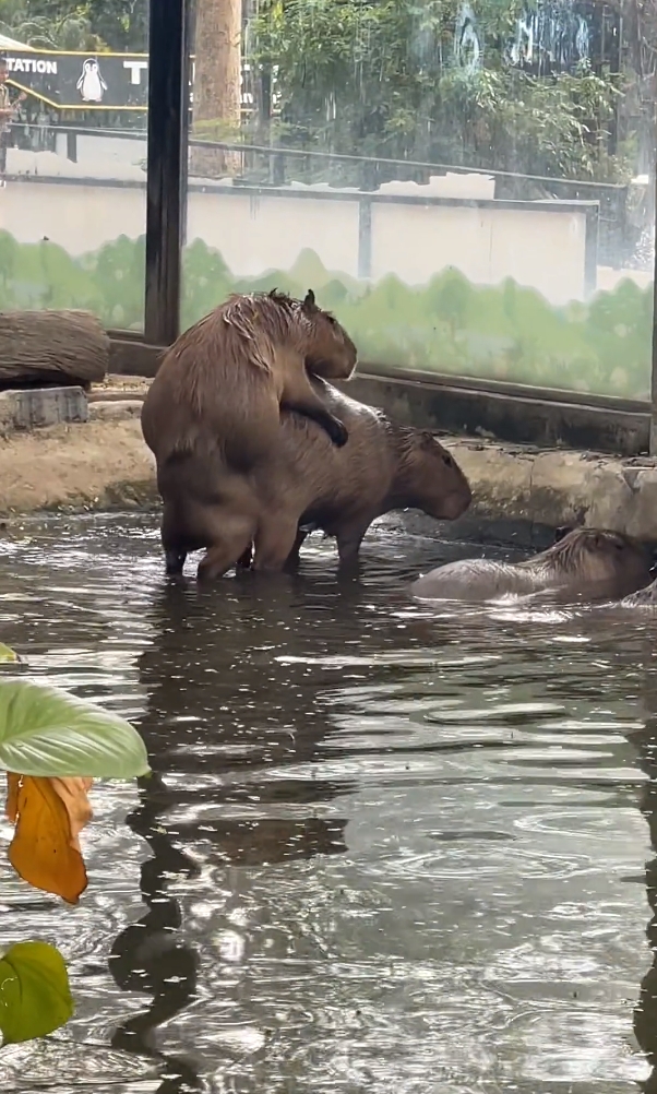 คาปิบารา