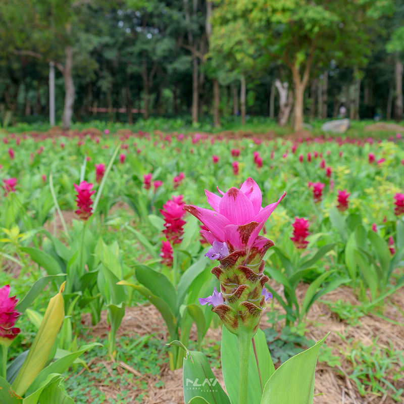 ทุ่งดอกกระเจียว ฉะเชิงเทรา สวนเภตรา