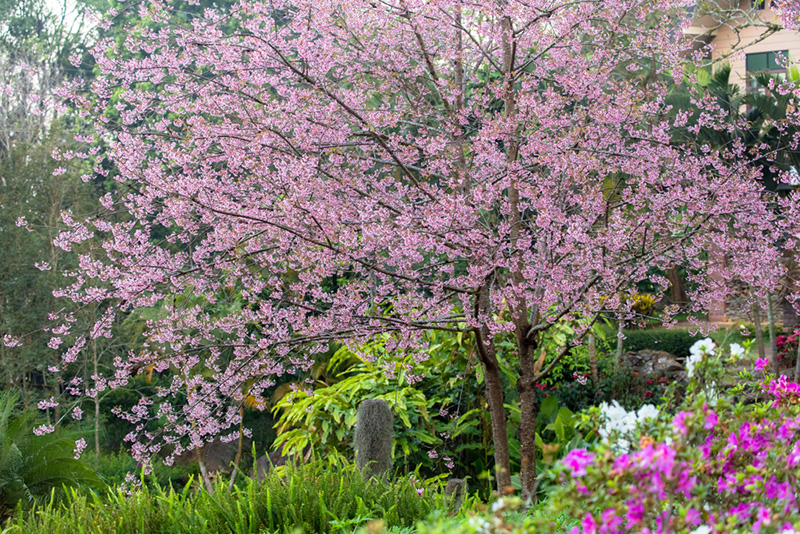 ดอกนางพญาเสือโคร่ง