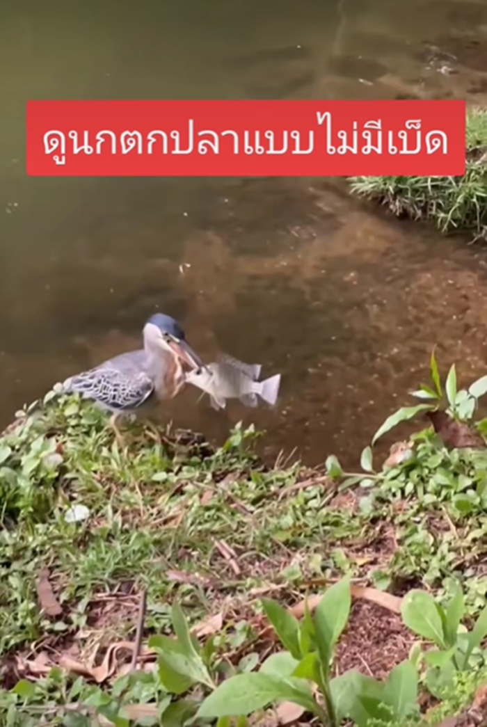 นกจับปลา