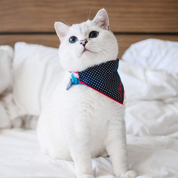 อินสตาแกรมแมว