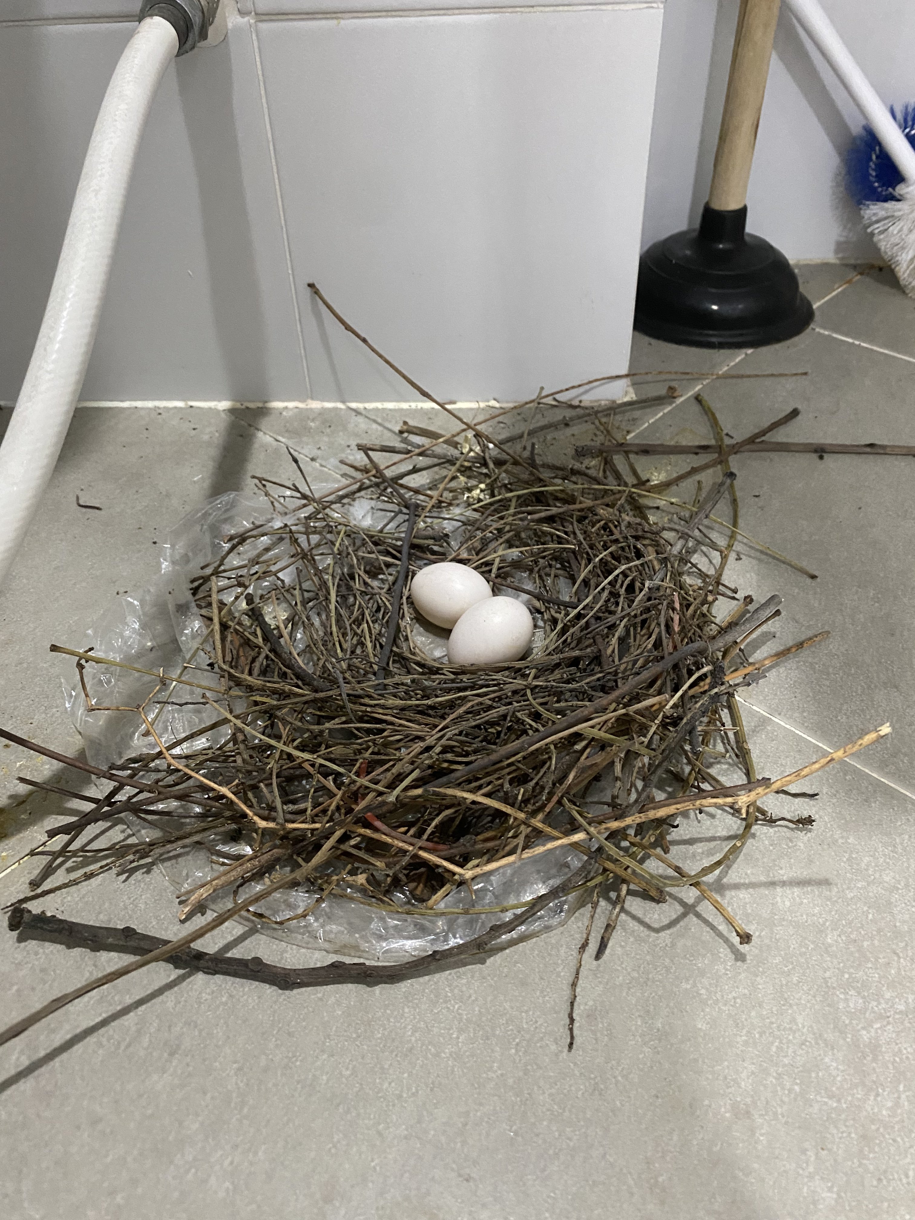 นกวางไข่