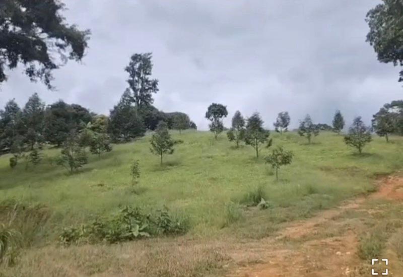 สวนทุเรียน นก จริยา