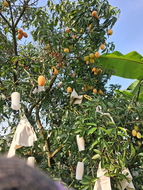 สวนมะยงชิดป้าอ้วน สวนมะยงชิด 2569