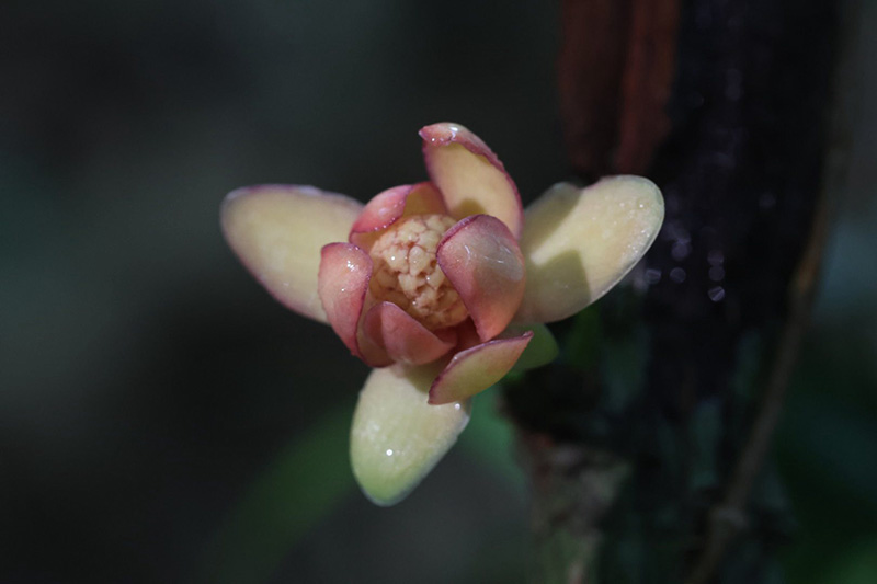 บัวศรีพังงา อุทยานแห่งชาติศรีพังงา