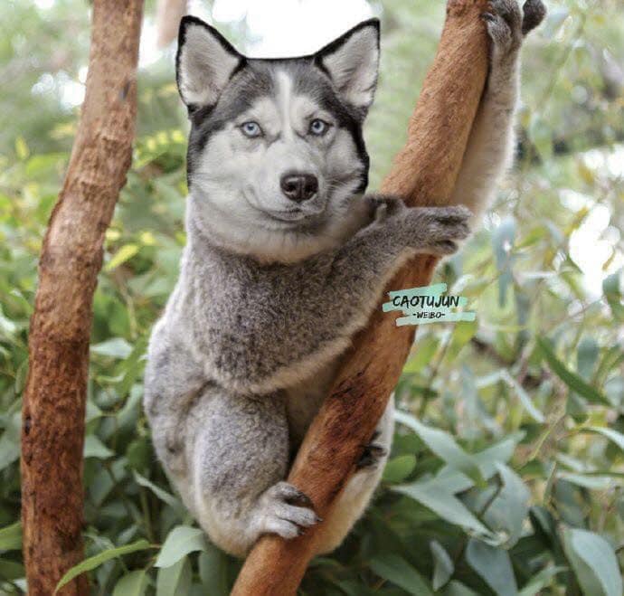 ไซบีเรียน ฮัสกี้