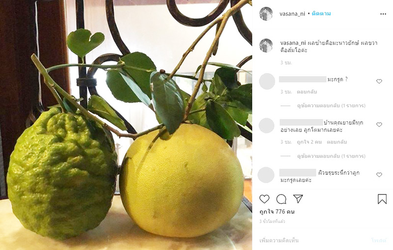 มะนาวยักษ์ผลเท่าส้มโอ