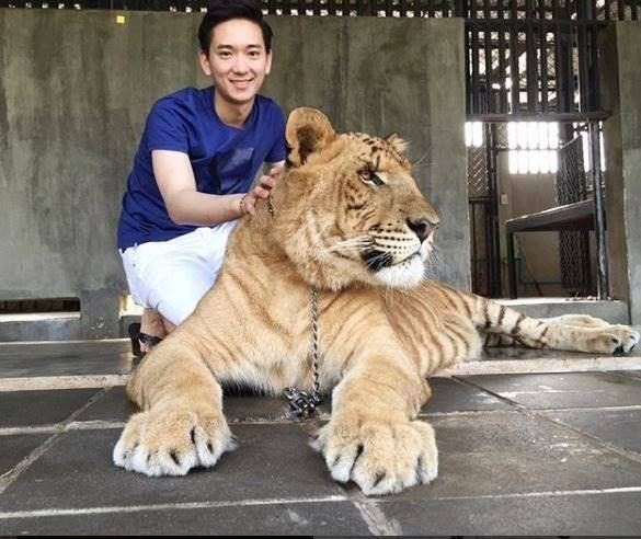 ไฮโซจิมมี่ 