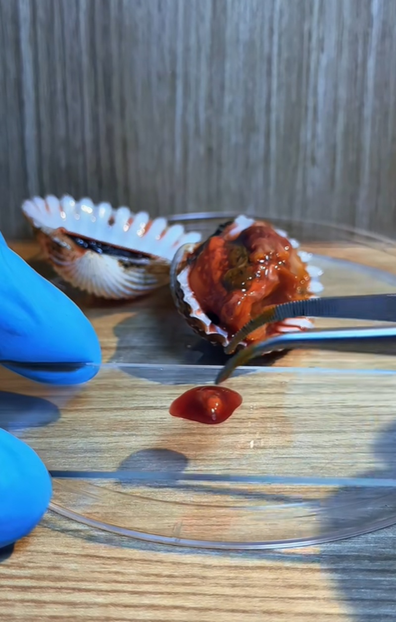 หอยแครง