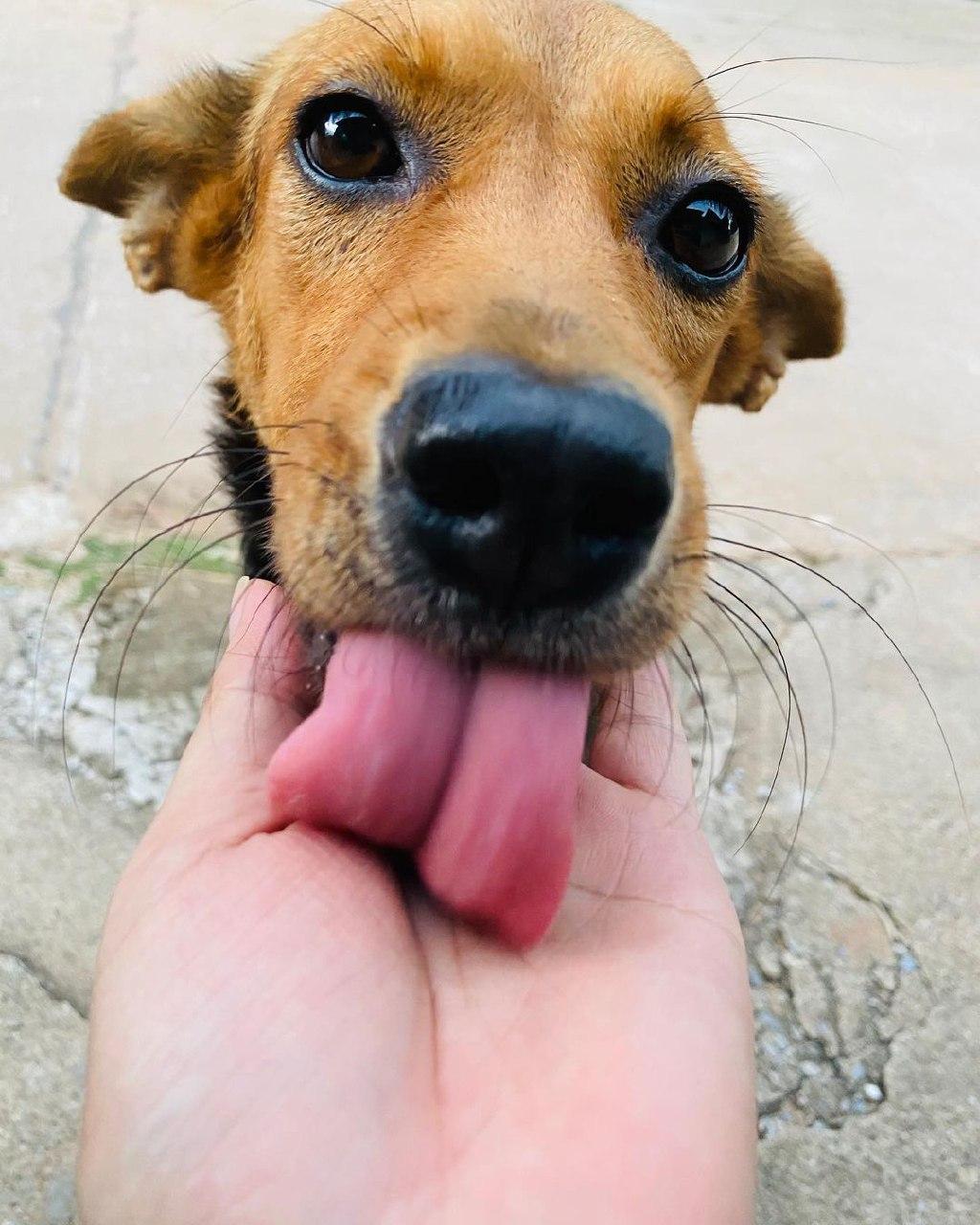 น้องหมูทะ