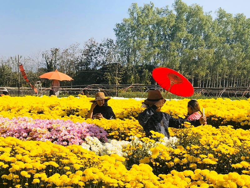 สวนดอกไม้พ่อหลวงชัชร์ เชียงใหม่