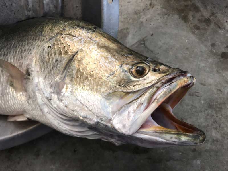 ปลากระพงผัดขึ้นฉ่าย