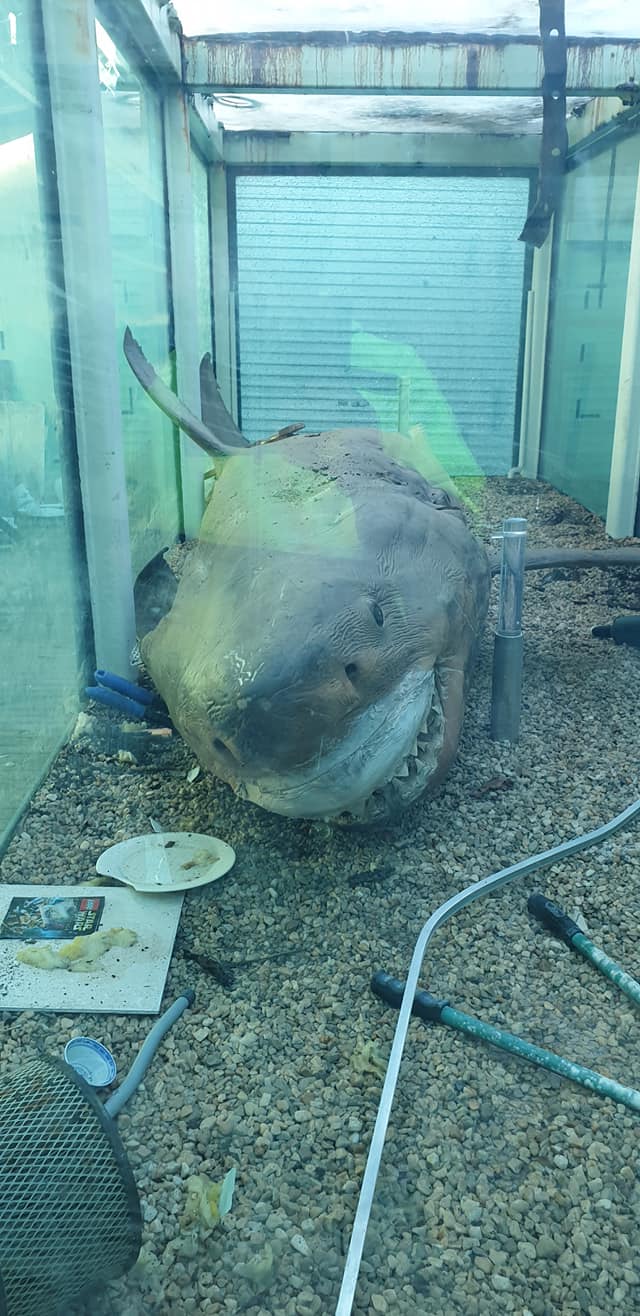 ซากฉลามขาวยักษ์