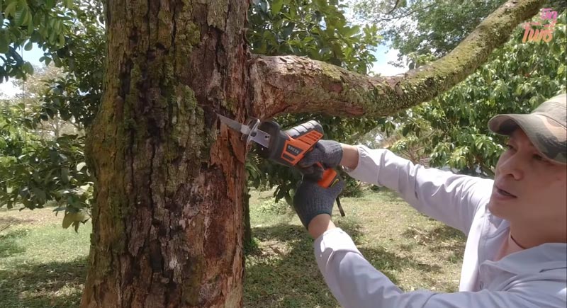 ชาคริต แอน